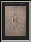 Paul Wunderlich: Fossilized Pineapple, Lithograph 1972, signed